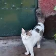 Female Mixed Breed Tabby Cat, 6-12 Months - 2