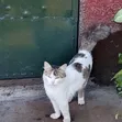 Female Mixed Breed Tabby Cat, 6-12 Months - 3