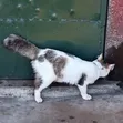 Female Mixed Breed Tabby Cat, 6-12 Months - 4