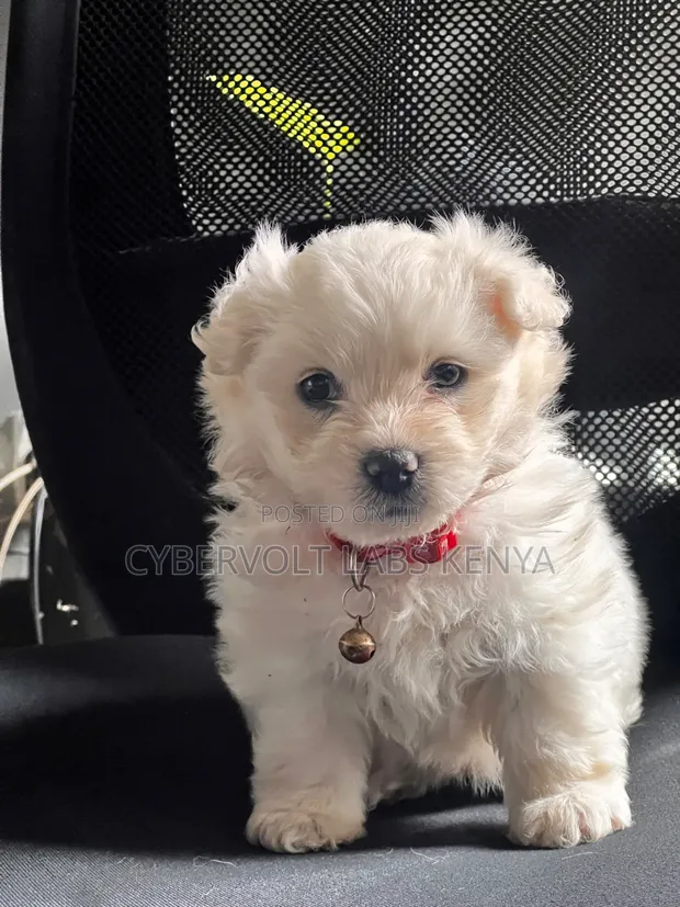 Mbwa Mchanga wa Havanese wa Kike (Mchanganyiko), Miezi 1-3 - 1