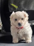 Mbwa Mchanga wa Havanese wa Kike (Mchanganyiko), Miezi 1-3 - 1