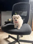 Mbwa Mchanga wa Havanese wa Kike (Mchanganyiko), Miezi 1-3 - 2