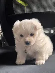 Mbwa Mchanga wa Havanese wa Kike (Mchanganyiko), Miezi 1-3 - 3