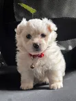 Mbwa Mchanga wa Havanese wa Kike (Mchanganyiko), Miezi 1-3 - 4