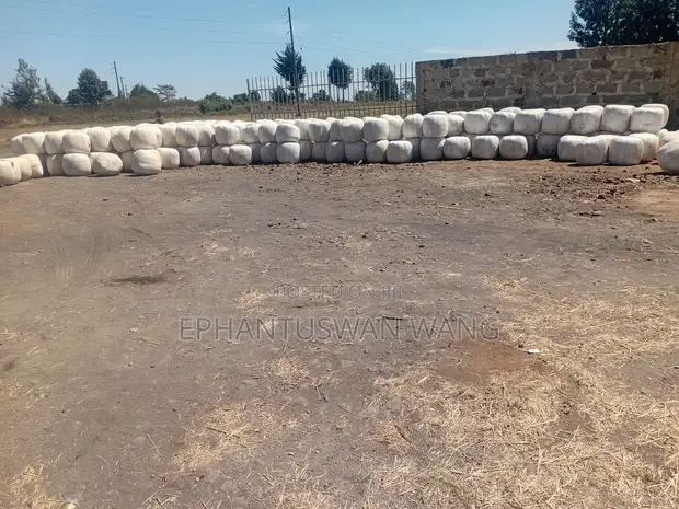 Silage Iliyofungwa - Forage Bora ya Mahindi - 1