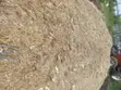 Silage Iliyofungwa - Forage Bora ya Mahindi - 2