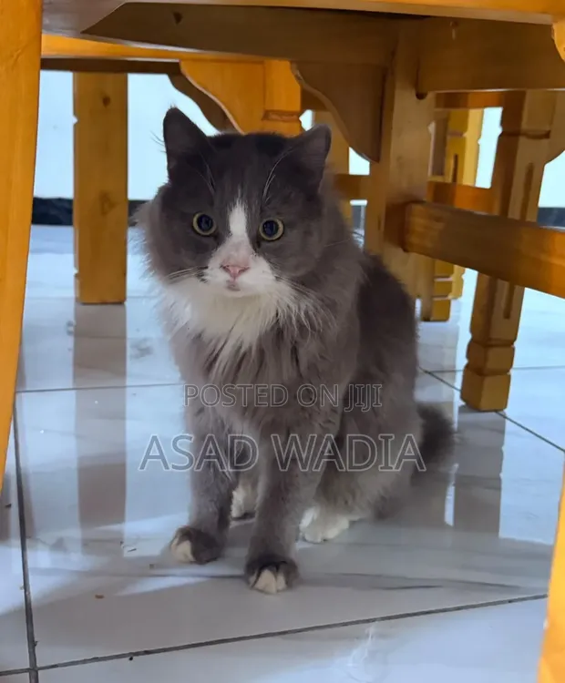 Purebred Persian Male Cat, 10 Months - 1
