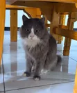 Purebred Persian Male Cat, 10 Months - 1