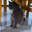 Purebred Persian Male Cat, 10 Months - 2