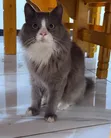 Purebred Persian Male Cat, 10 Months - 3