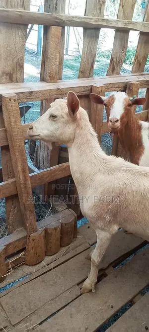 Dairy Goats - Mother and Kid Closeout Sale