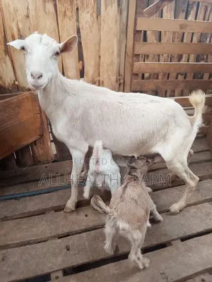 Mbuzi wa Maziwa - Mama na Mwana Mauzo ya Mwisho