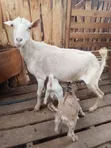 Mbuzi wa Maziwa - Mama na Mwana Mauzo ya Mwisho - 3
