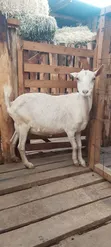Mbuzi wa Maziwa - Mama na Mwana Mauzo ya Mwisho - 4