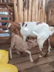 Mbuzi wa Maziwa - Mama na Mwana Mauzo ya Mwisho - 5
