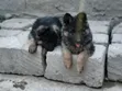 Female Purebred German Shepherd Puppy, 1-3 Months - 1