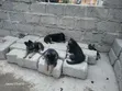 Female Purebred German Shepherd Puppy, 1-3 Months - 2