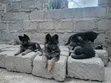 Female Purebred German Shepherd Puppy, 1-3 Months - 3
