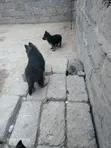 Female Purebred German Shepherd Puppy, 1-3 Months - 5