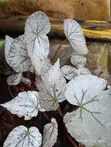Assorted Begonias - Ideal for Indoor Use - 1