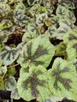 Assorted Begonias - Ideal for Indoor Use - 2