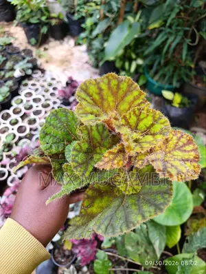 Assorted Begonias - Ideal for Indoor Use