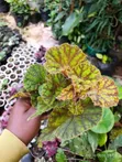 Assorted Begonias - Ideal for Indoor Use - 3