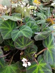 Assorted Begonias - Ideal for Indoor Use - 4