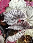Assorted Begonias - Ideal for Indoor Use - 5