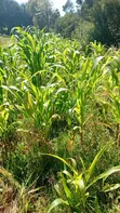 Plot for Sale at San Marco Settlement Scheme, Rongai, Nakuru - 1