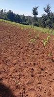 Plot for Sale at San Marco Settlement Scheme, Rongai, Nakuru - 2