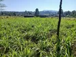 Plot for Sale at San Marco Settlement Scheme, Rongai, Nakuru - 4