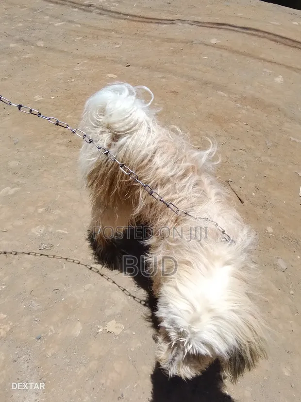 Mbwa Mzazi wa Kiume wa Maltese, Zaidi ya Mwaka 1 - 1