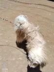 Mbwa Mzazi wa Kiume wa Maltese, Zaidi ya Mwaka 1 - 1