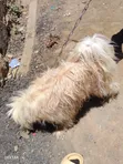 Mbwa Mzazi wa Kiume wa Maltese, Zaidi ya Mwaka 1 - 2