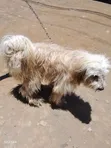 Mbwa Mzazi wa Kiume wa Maltese, Zaidi ya Mwaka 1 - 3