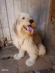 Mbwa Mzazi wa Kiume wa Maltese, Zaidi ya Mwaka 1 - 4