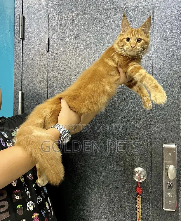 Purebred Maine Coon Kitten - 3-6 Months Male - 1