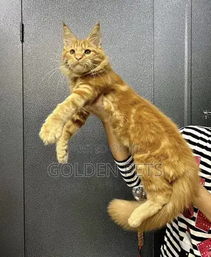 Purebred Maine Coon Kitten, 3-6 Months