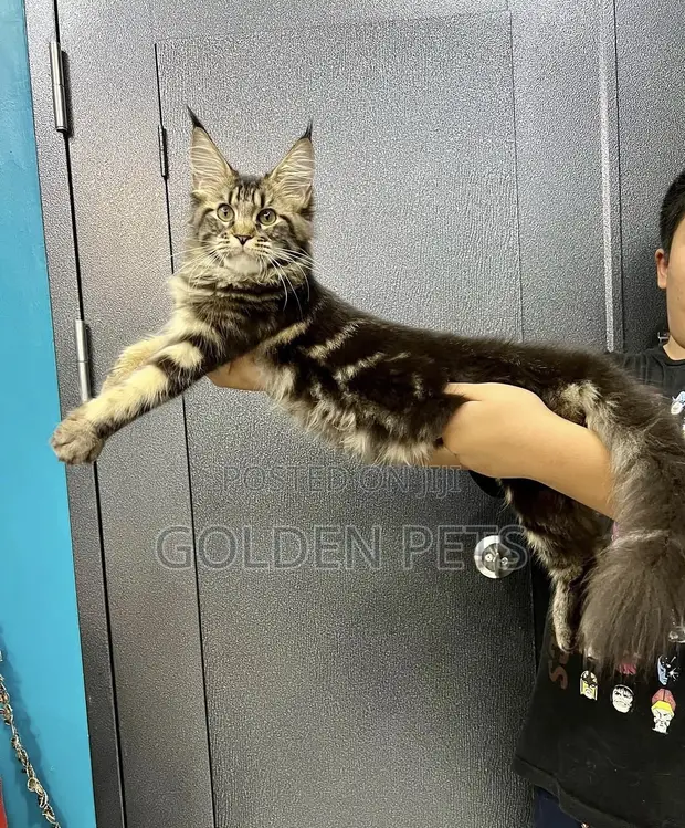 Purebred Maine Coon Kitten - 1-3 Months - 1