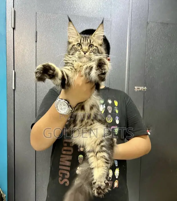 Purebred Maine Coon Kitten - 1-3 Months Male - 1