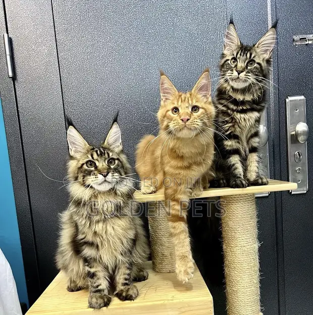 1-3 Month Female Purebred Maine Coon Kitten - 1