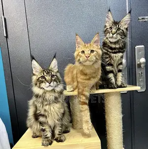 1-3 Month Female Purebred Maine Coon Kitten
