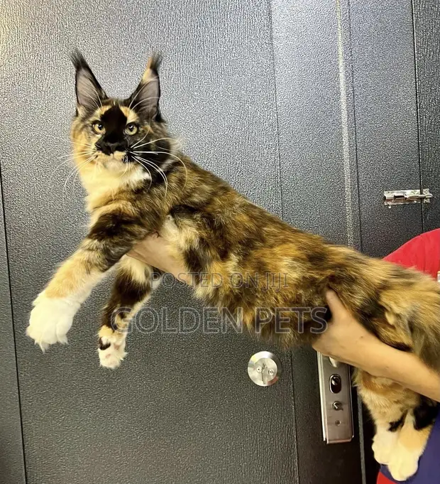 Purebred Maine Coon Kitten - 1-3 Months Old - 1