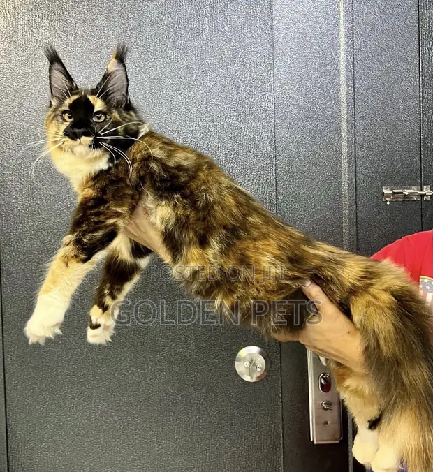 Kitten Mzazi wa Maine Coon - Kike Miezi 3-6 - 1