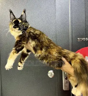 Purebred Maine Coon Kitten - 3-6 Months Female