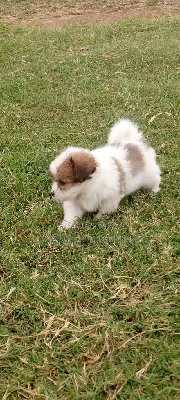 Mbwa Mwanamaume Havanese Safi - Miezi 1-3 - 1
