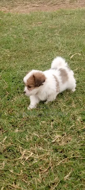 Purebred Havanese Puppy - 1-3 Months Male