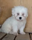 Purebred Havanese Puppy - 1-3 Months Male - 2