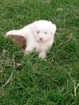 Purebred Havanese Puppy - 1-3 Months Male - 3